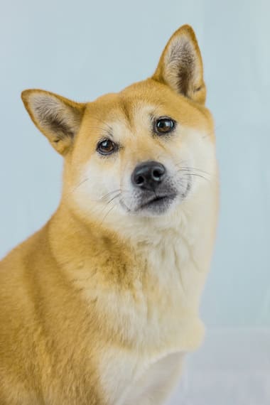 photo portrait kyra shiba inu