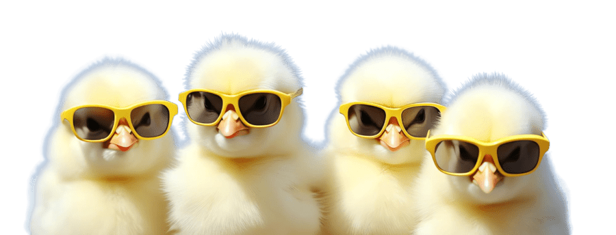 poussins avec lunette de soleil pour illustration